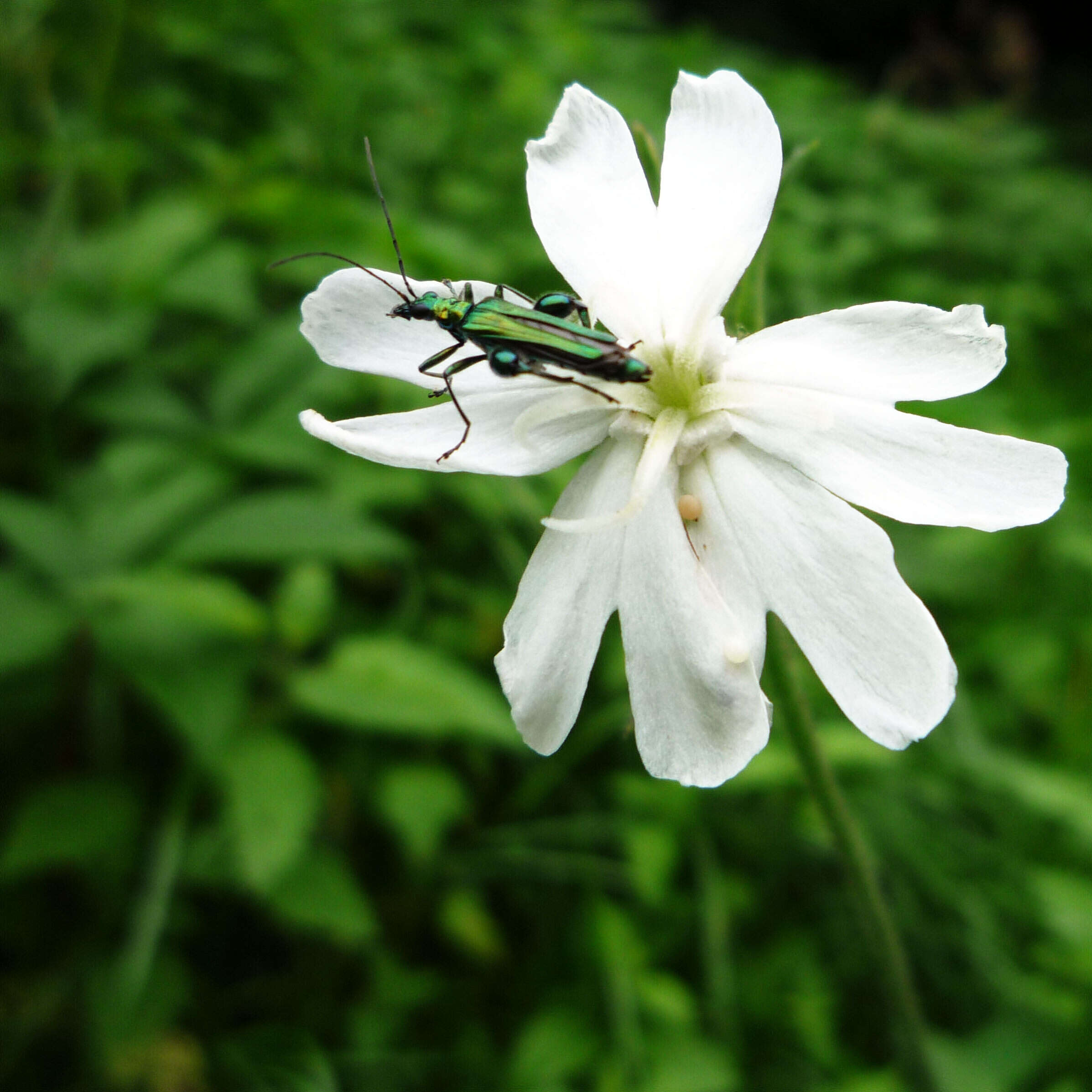 Image of Bladder Campion