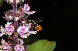 Imagem de Megachile ignescens Cockerell 1929