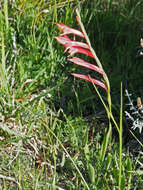 Imagem de Gladiolus quadrangularis (Burm. fil.) Aiton