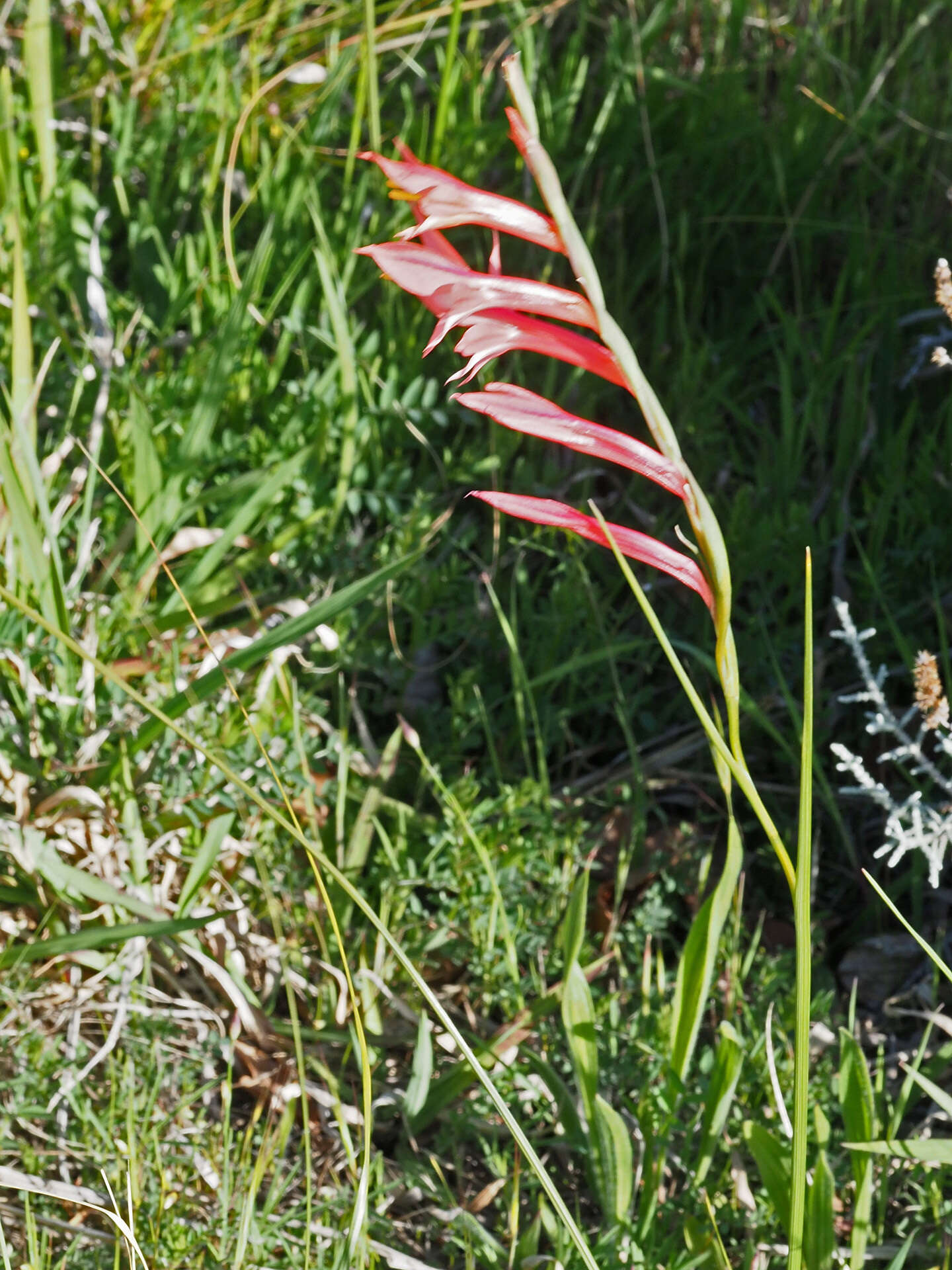 Imagem de Gladiolus quadrangularis (Burm. fil.) Aiton