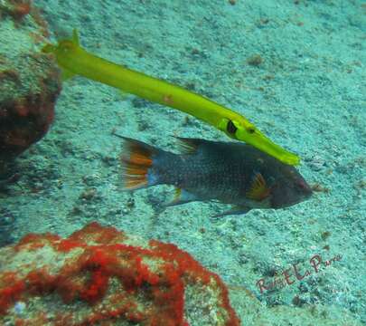 Image of Hogfish