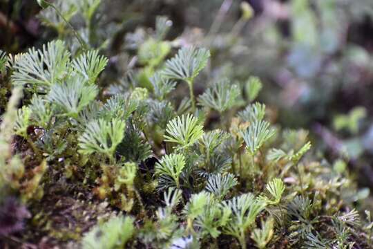 Image de Elaphoglossum peltatum (Sw.) Urb.