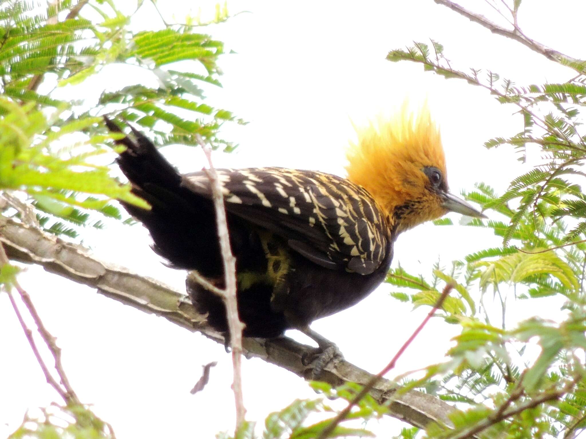 Image of Blond-crested Woodpecker