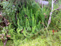 Image of interrupted clubmoss