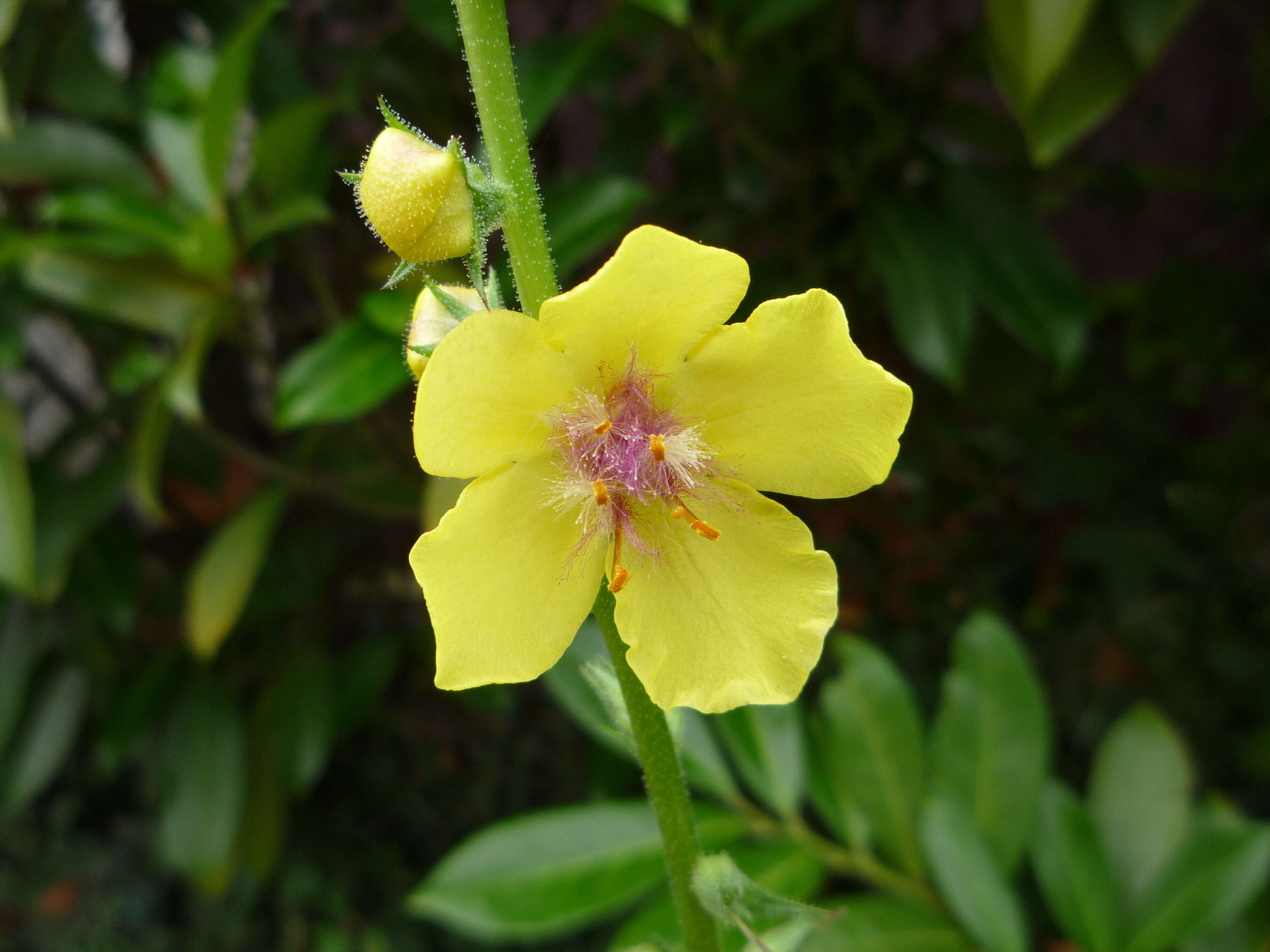 Imagem de Verbascum blattaria L.