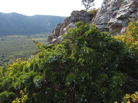 Image of Savin Juniper