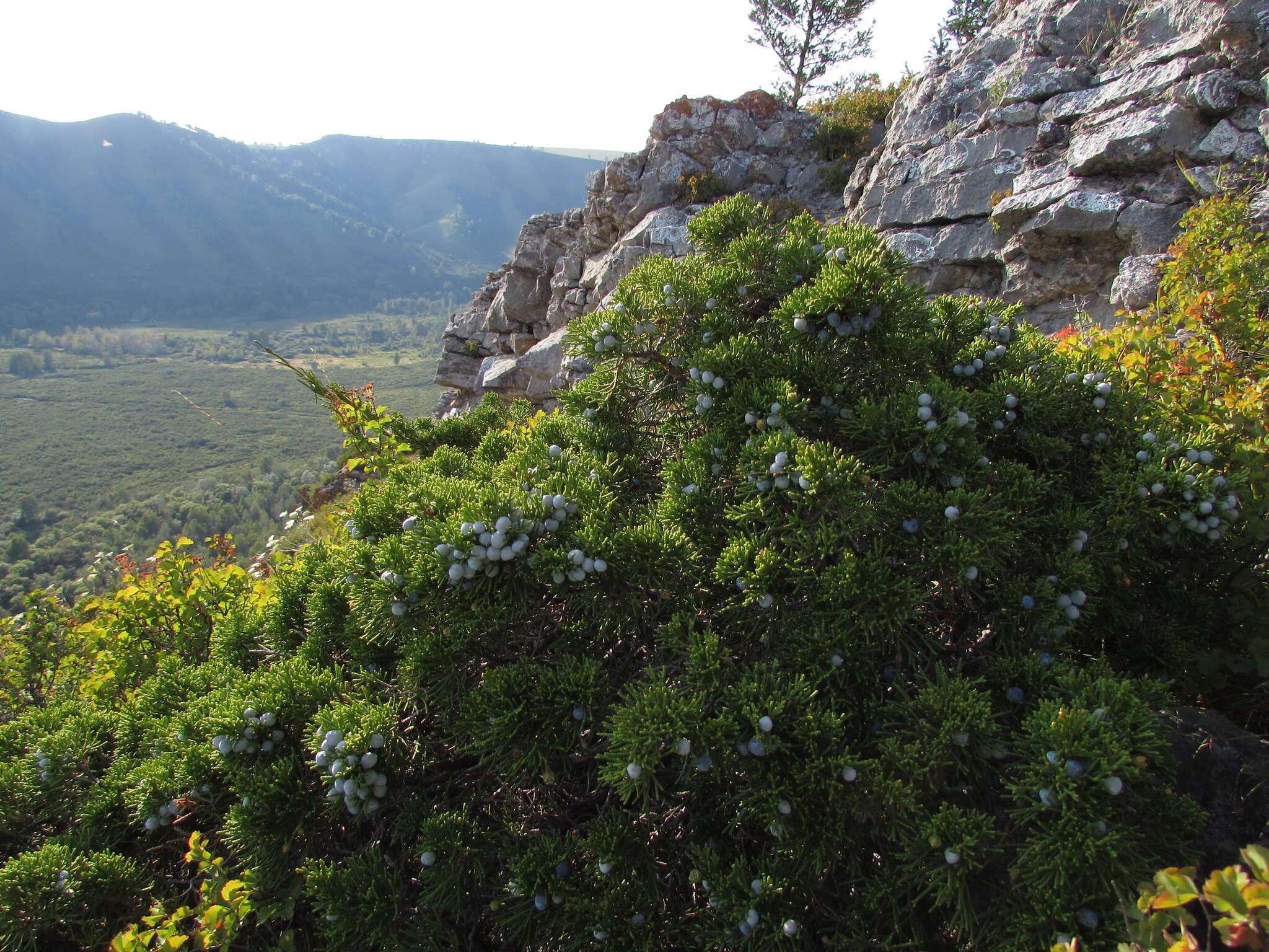 Image of Savin Juniper