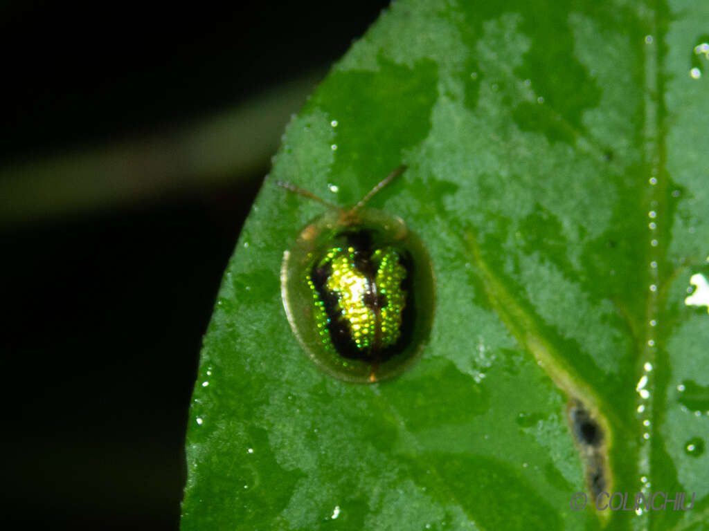 Image of Tortoise beetle