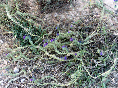 Plancia ëd Echium sabulicola Pomel