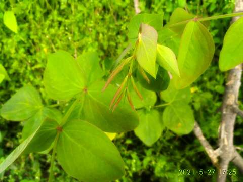 Image of Lathyrus davidii Hance