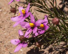 Chironia linoides L. resmi