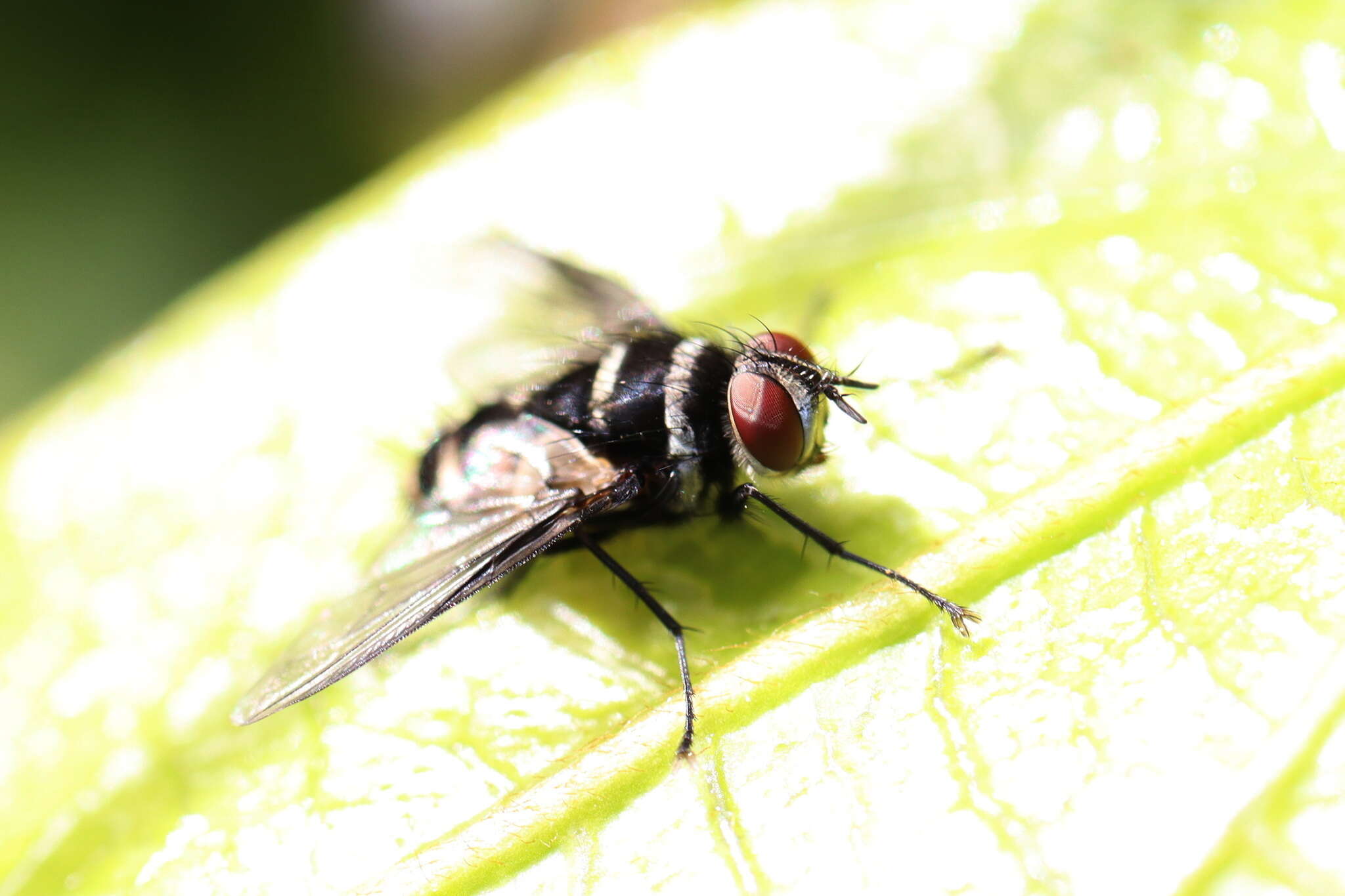 Image of Trigonospila cingulata (Macquart 1851)