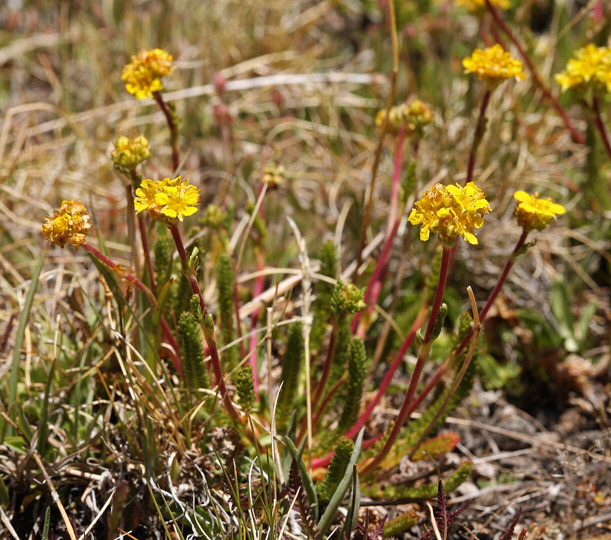 Image of clubmoss mousetail