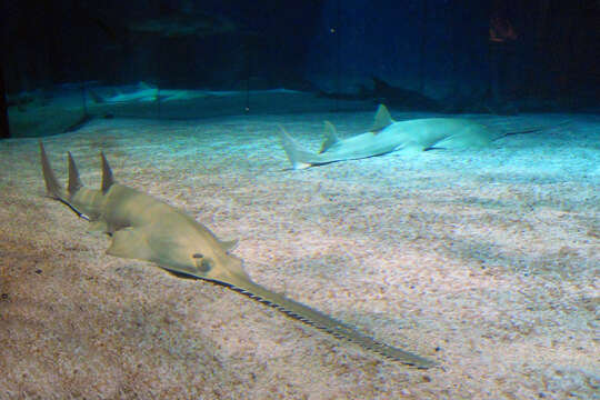 Image of Green Sawfish