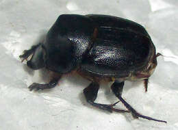 Image of Onthophagus bayeri Balthasar 1942