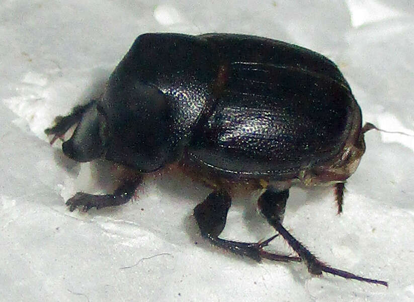 Слика од Onthophagus bayeri Balthasar 1942