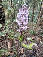 Plancia ëd Calanthe plantaginea Lindl.