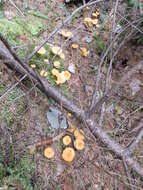 Image of Newfoundland chanterelle