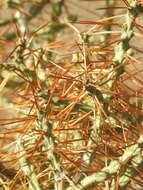 Image de Cylindropuntia caribaea (Britton & Rose) F. M. Knuth