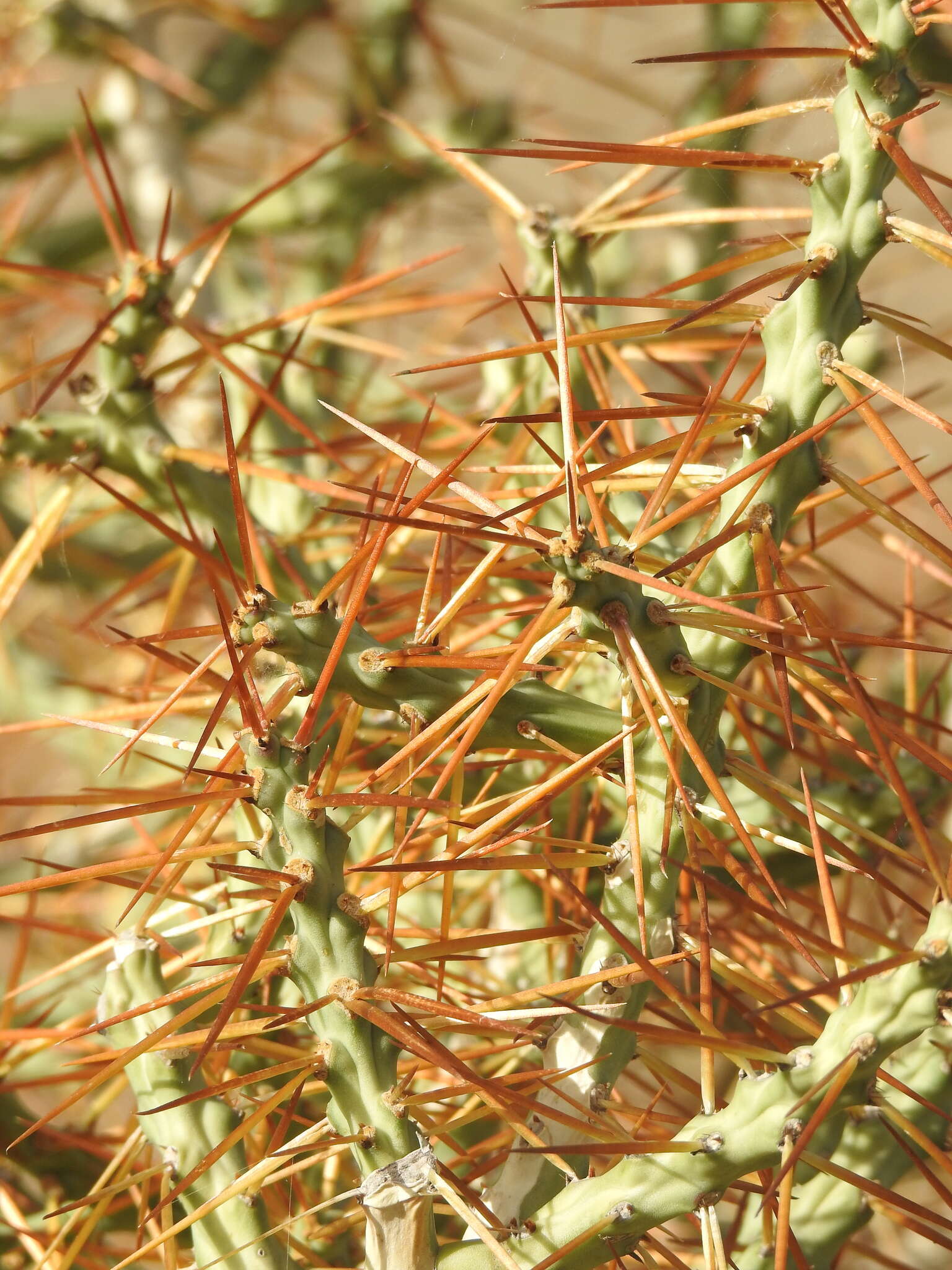 Image of Cylindropuntia caribaea (Britton & Rose) F. M. Knuth