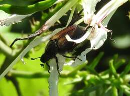 Image de Strigoderma sulcipennis Burmeister 1844