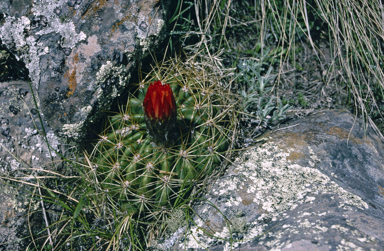 Image of Echinopsis formosa (Pfeiff.) Jacobi ex Salm-Dyck