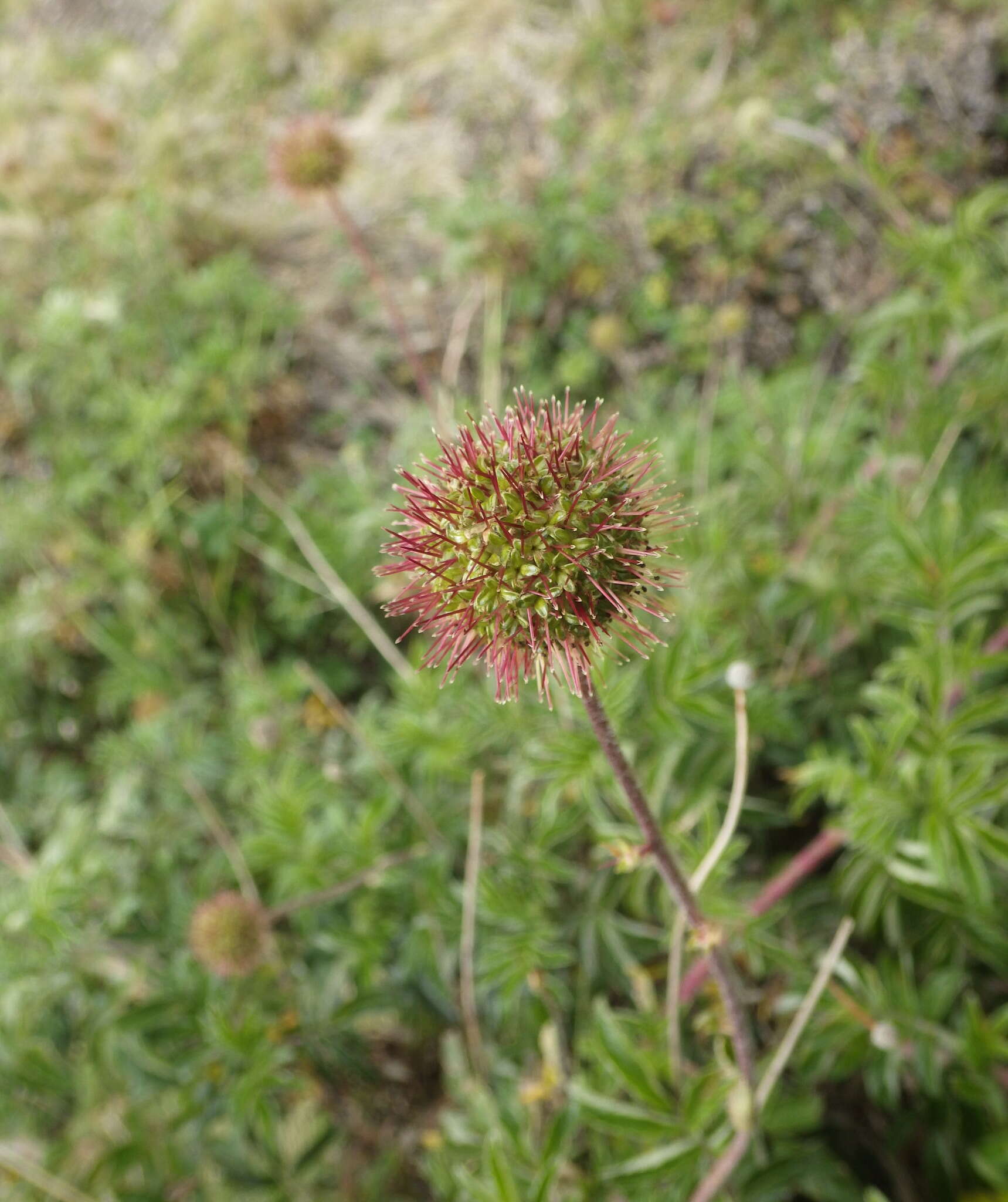 Image of Acaena elongata L.