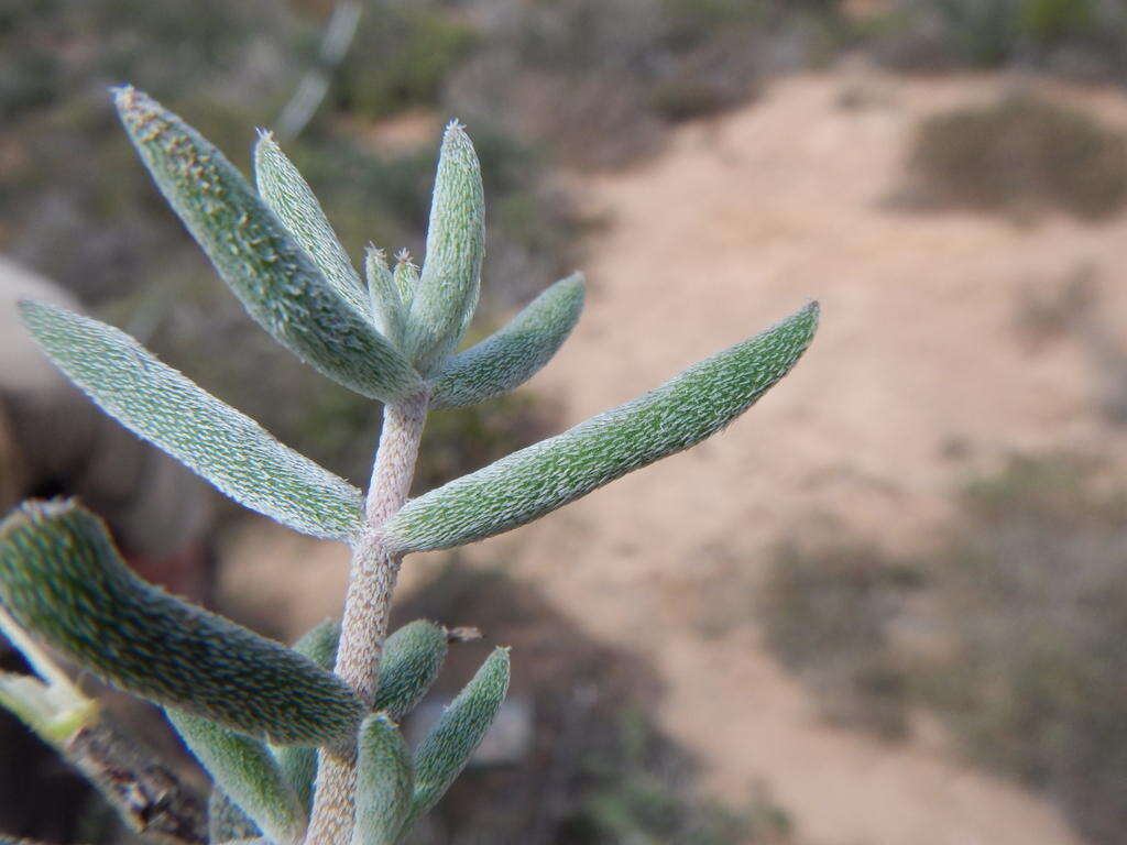 Image of Crassula ammophila Tölken