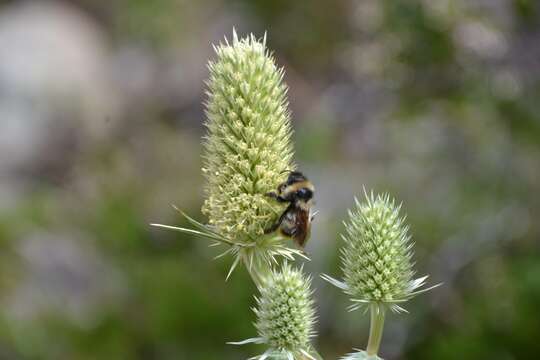 Image of Eryngium duriaei Gay ex Boiss.