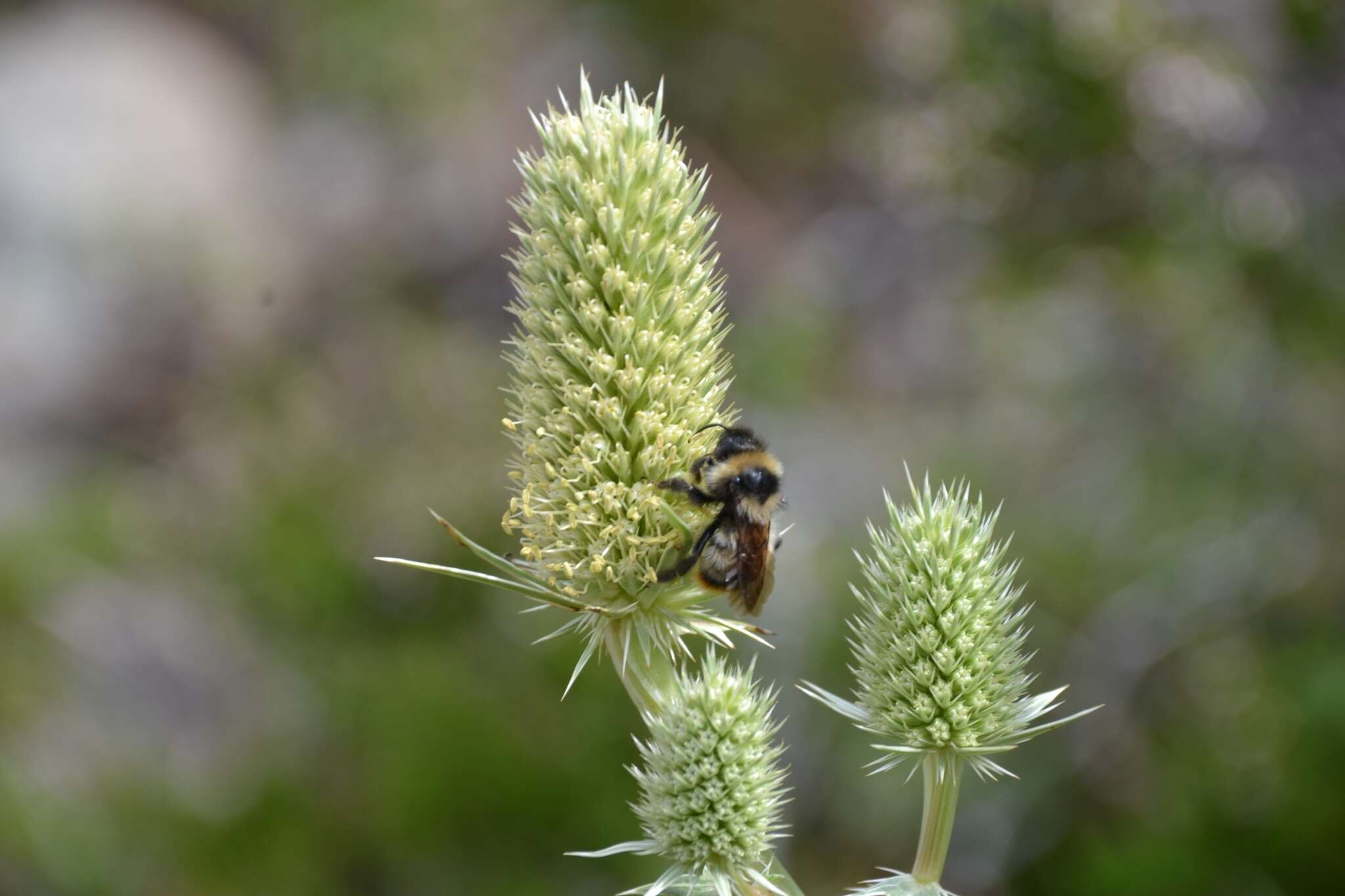 Eryngium duriaei Gay ex Boiss. resmi