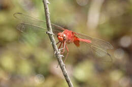 Image of Erythemis carmelita Williamson 1923