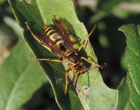 Image of Polistes dorsalis neotropicus Bequard 1940