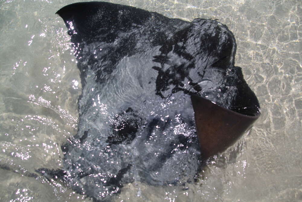 Image of Australian Eagle Ray