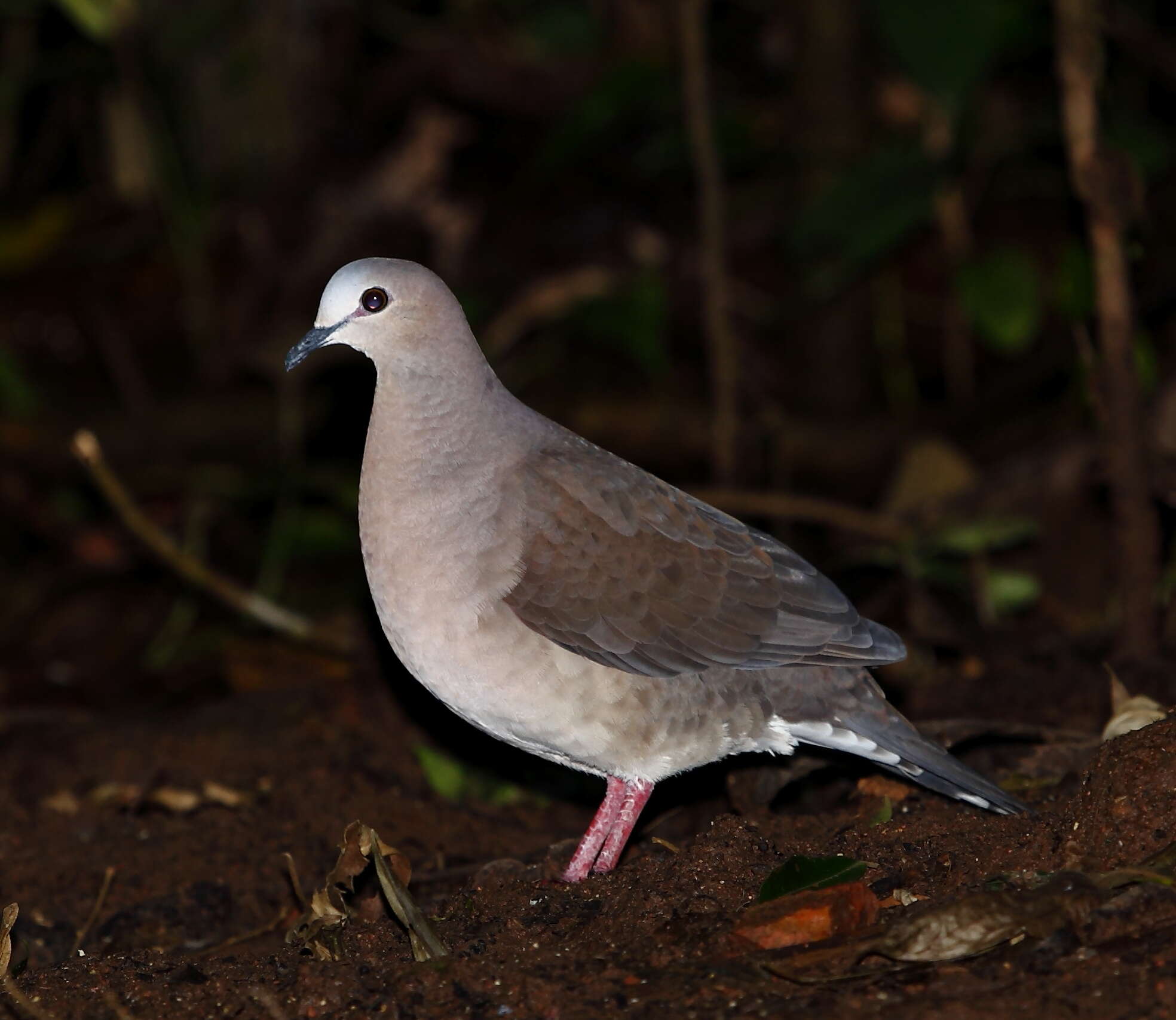 Image of Gray Fronted Dove