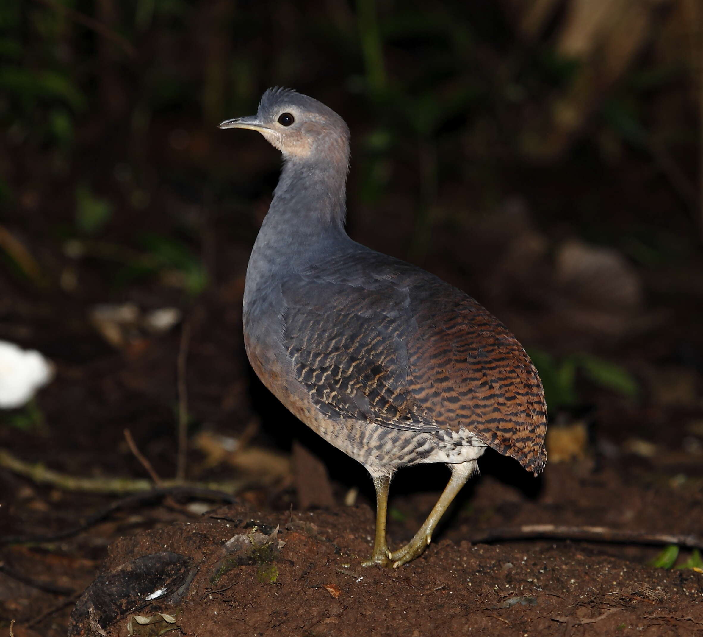 Image of Yellow-legged Tinamou