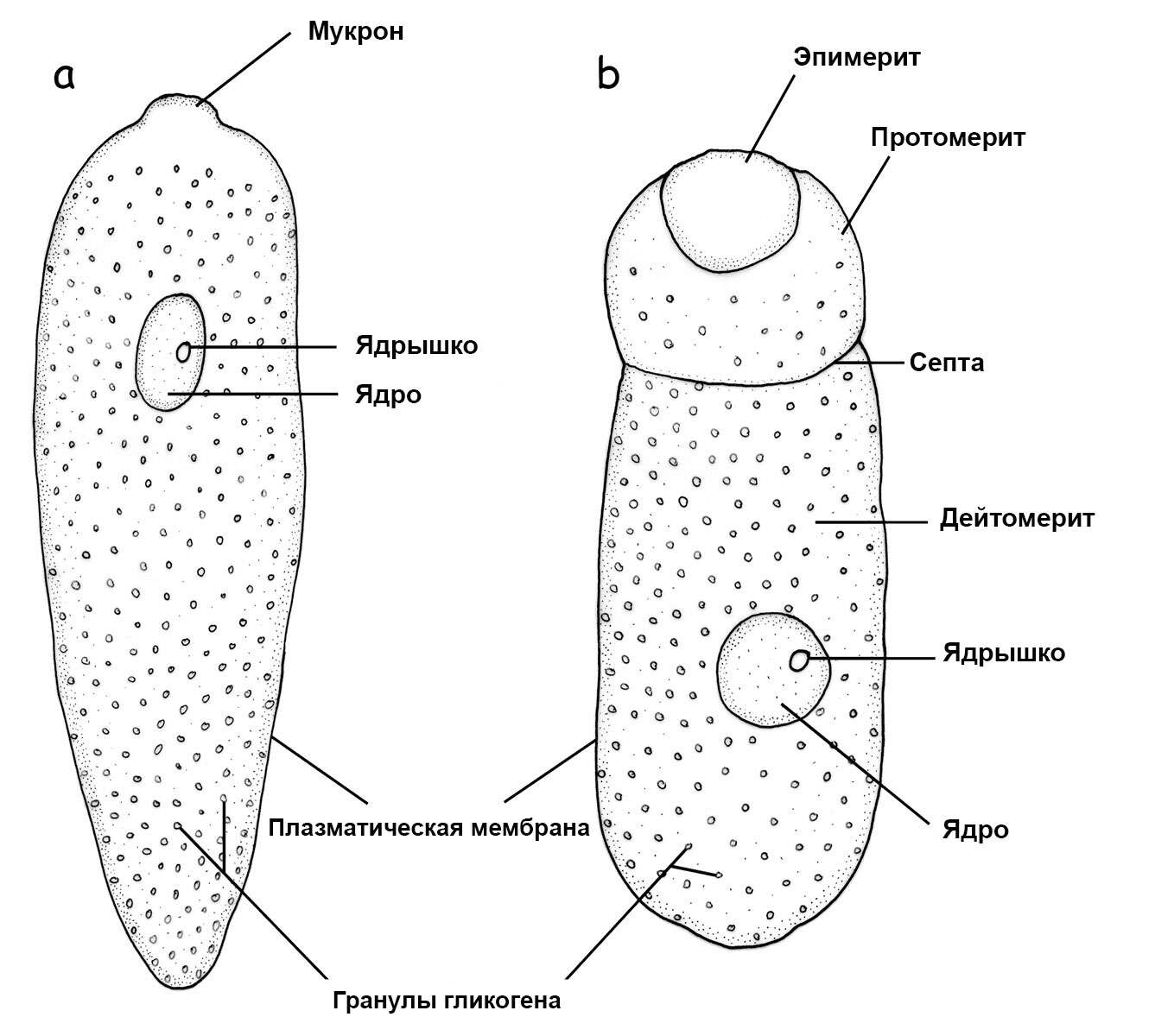 Image de Grégarine