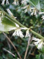 Image of Sarcococca confusa