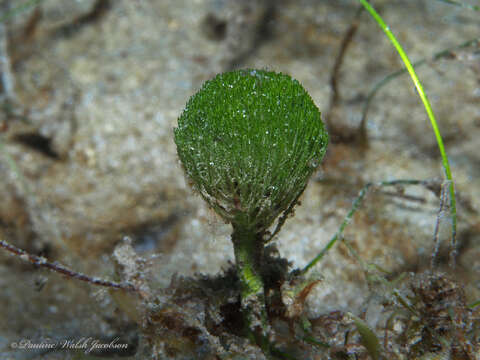 Penicillus dumetosus resmi