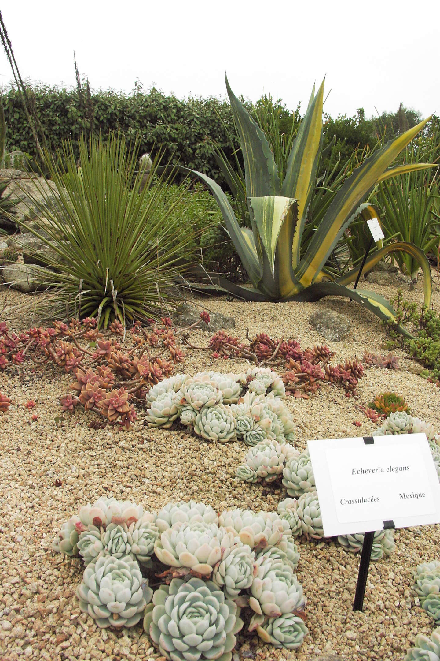 Image of Echeveria elegans Rose