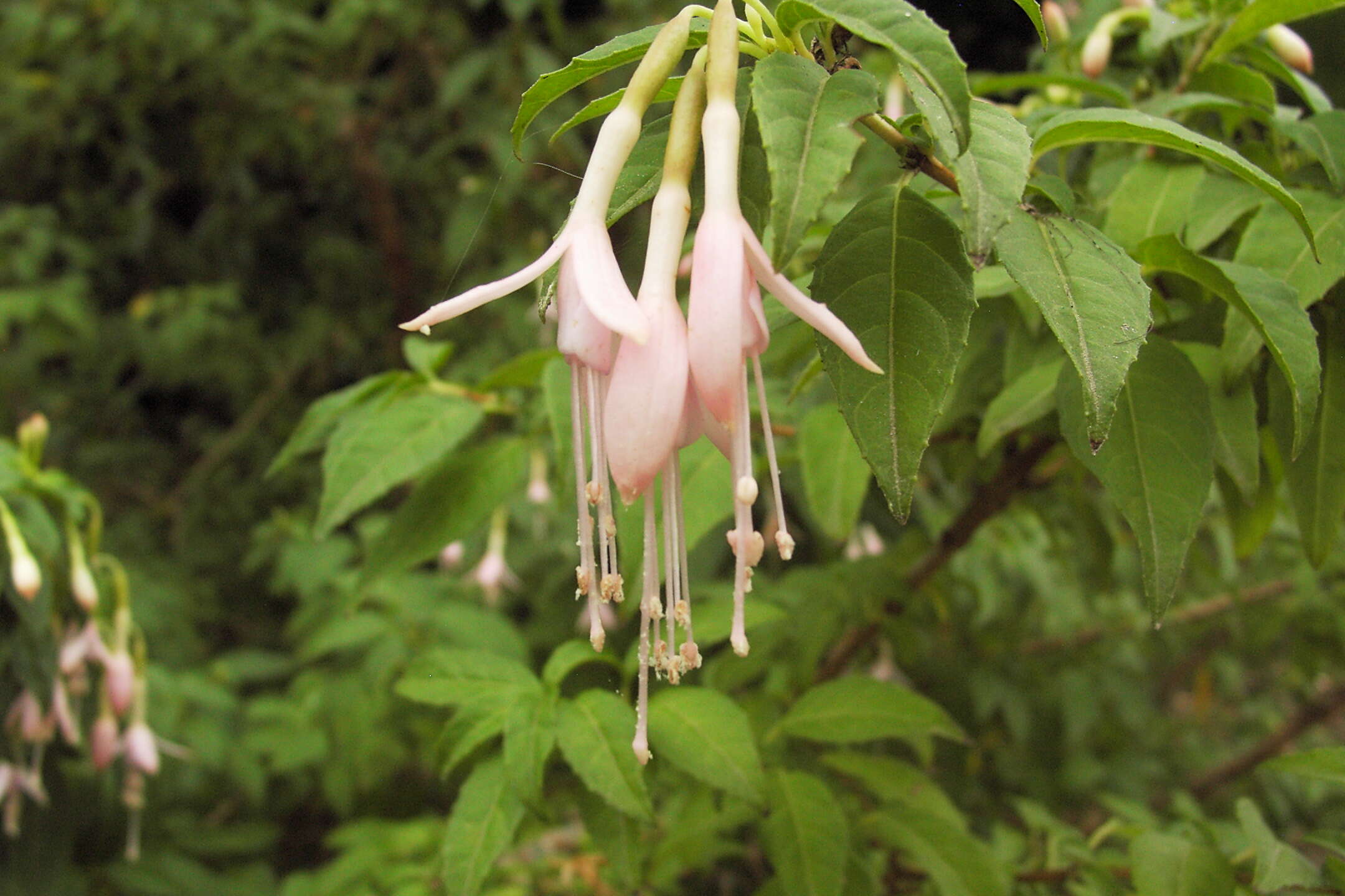 Fuchsia magellanica Lam. resmi