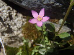 Zeltnera nudicaulis (Engelm.) G. Mansion resmi