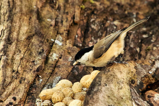 Imagem de Poecile palustris (Linnaeus 1758)