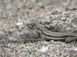 Image of Four-banded Pacific Iguana