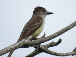 Image of Brown-crested Flycatcher