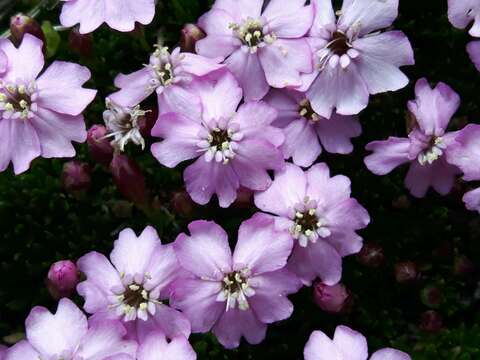 Image of Silene acaulis subsp. cenisia Vierh.