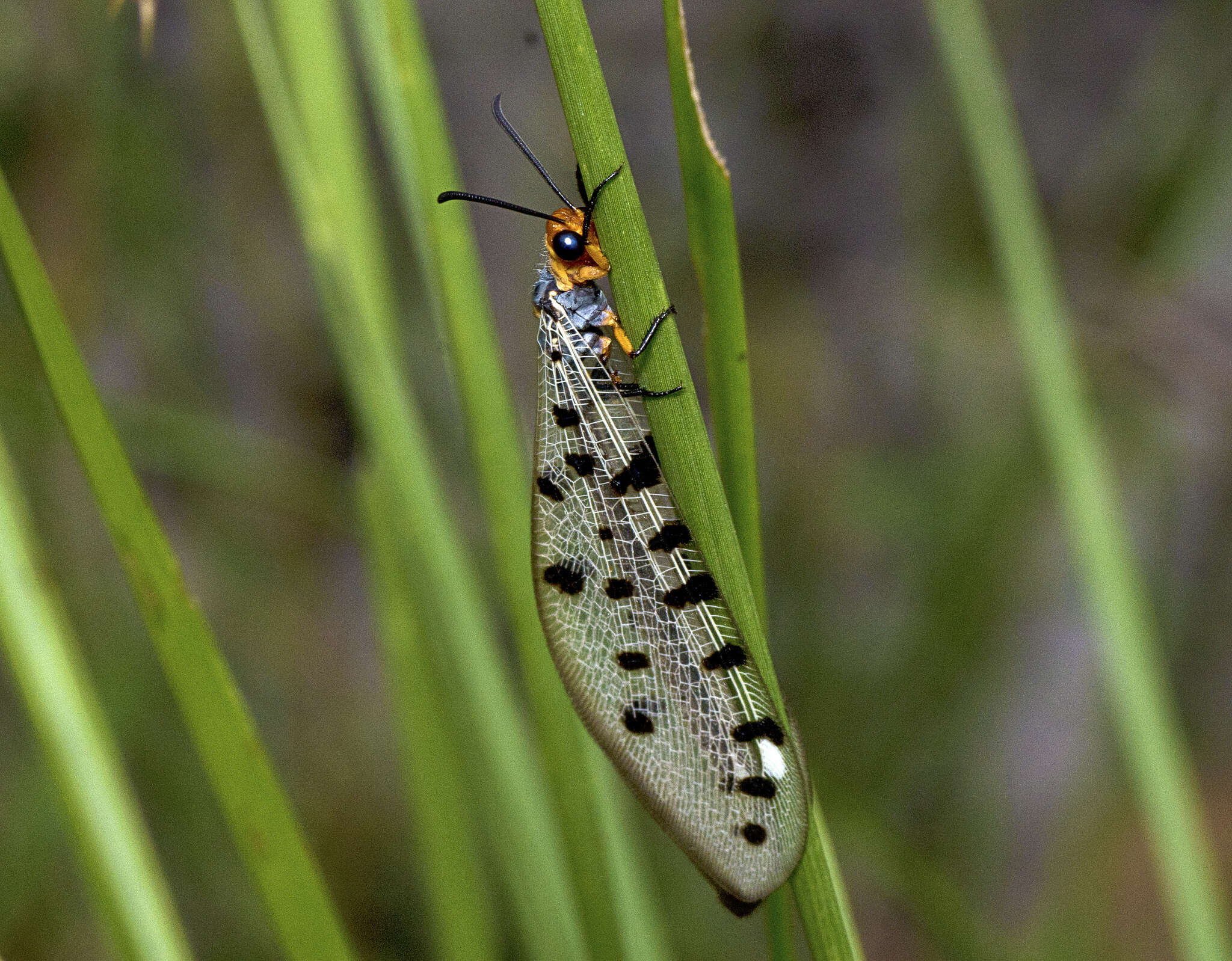 Image of Myrmeleon erythrocephalus Leach 1814