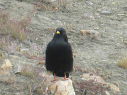 Image of Alpine Chough