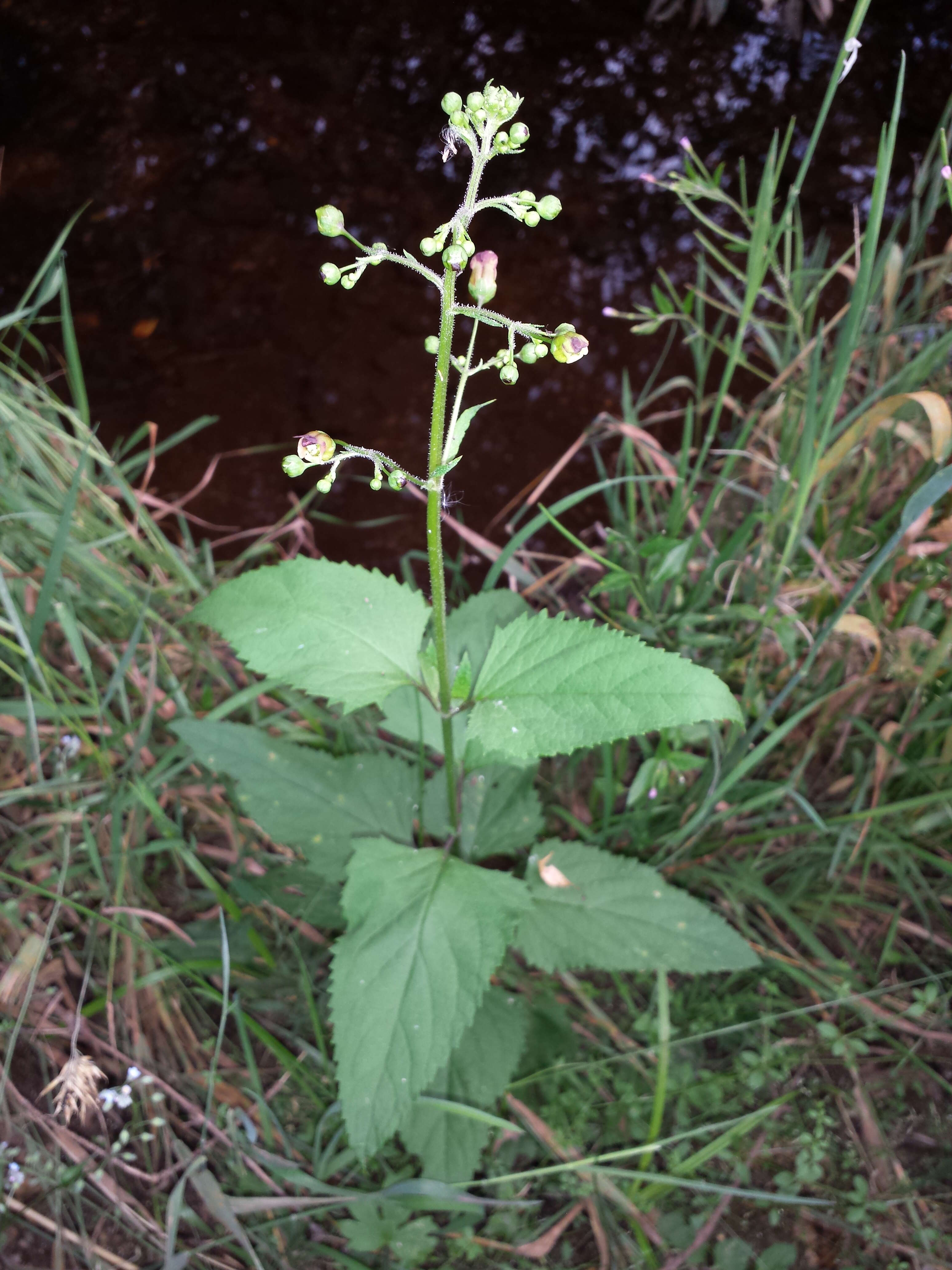 Imagem de Scrophularia nodosa L.