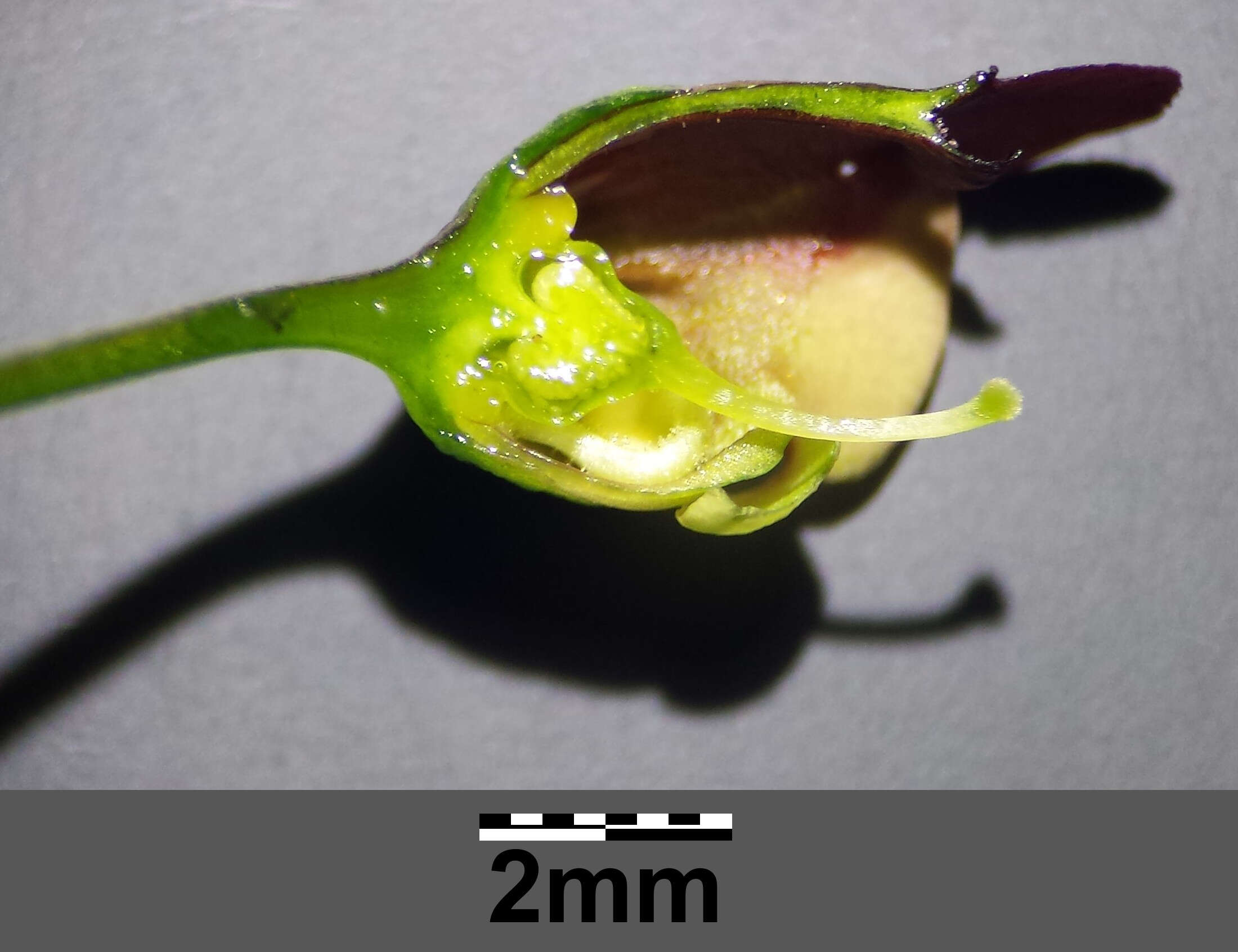 Imagem de Scrophularia nodosa L.