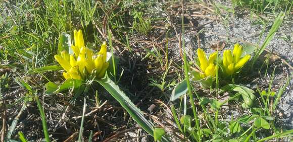 Imagem de Lachenalia reflexa Thunb.